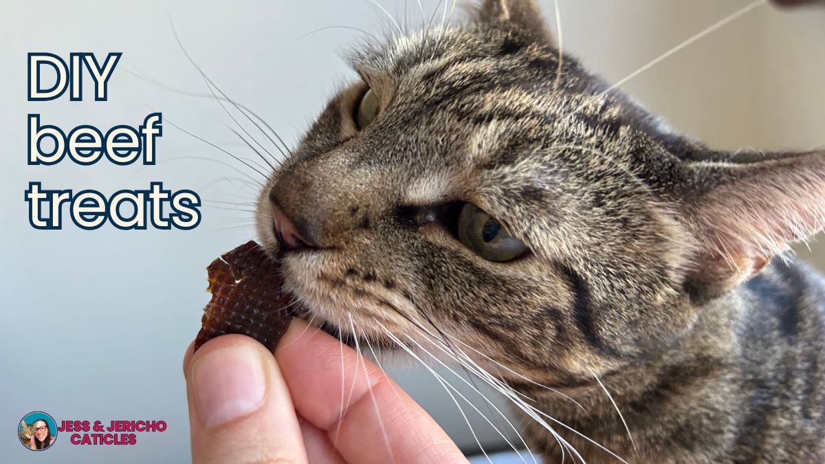 easy beef cat treats recipe jess caticles
