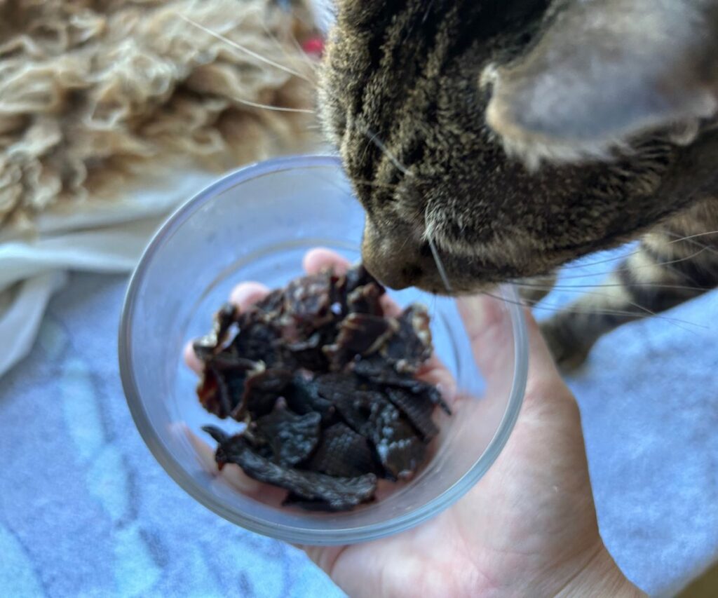 easy homemade beef cat treats in dish jess caticles