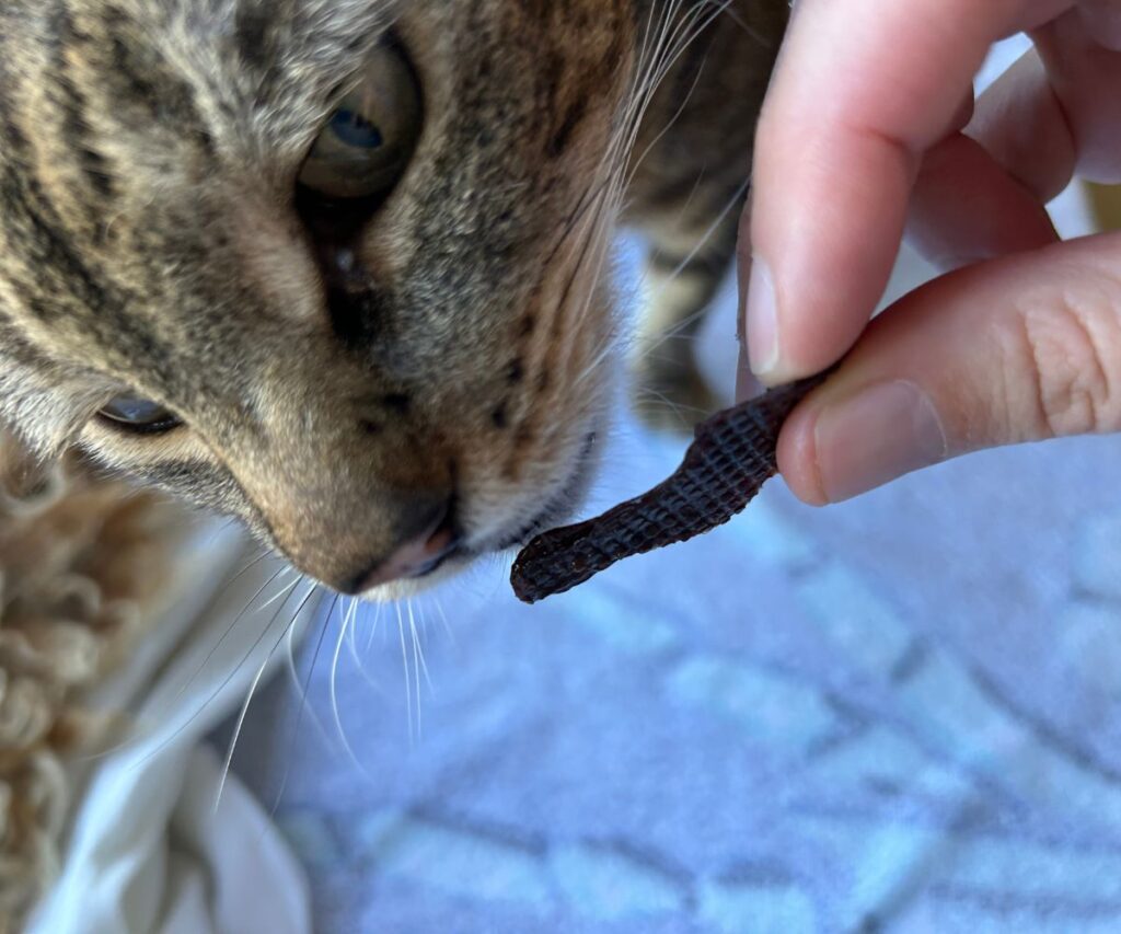 easy homemade beef liver cat treats jess caticles