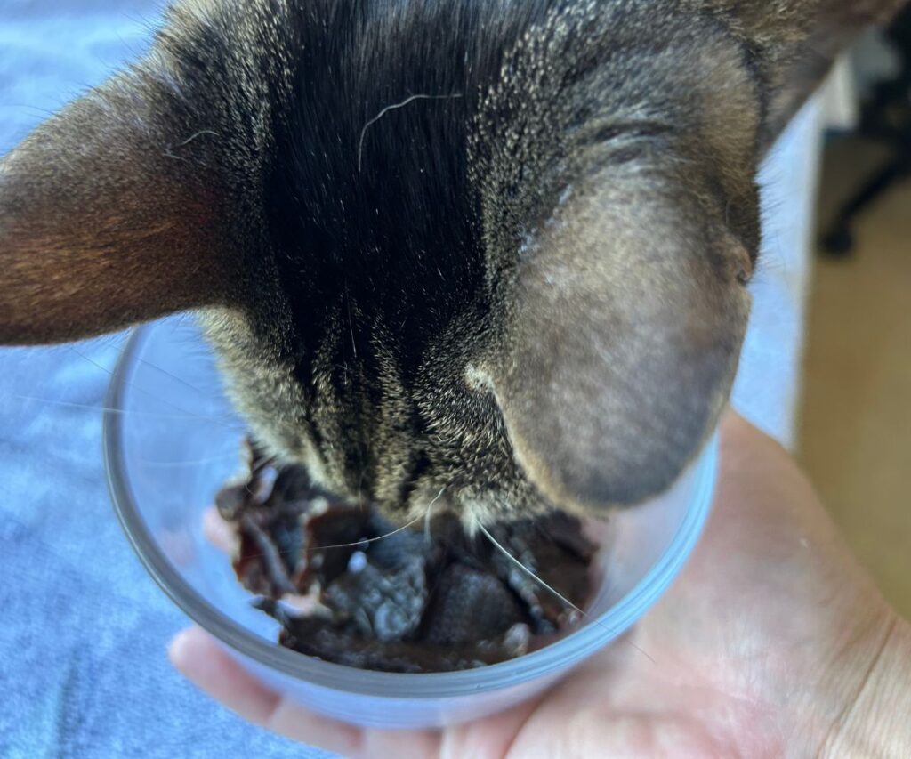 easy homemade beef meat cat treats jess caticles