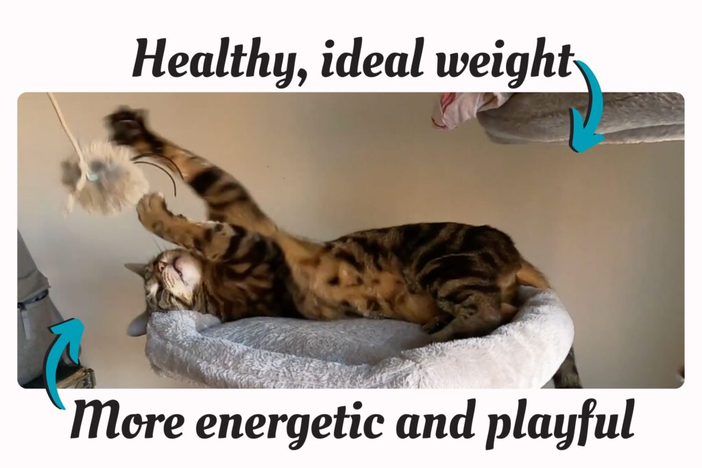 homemade cat food benefits for cats