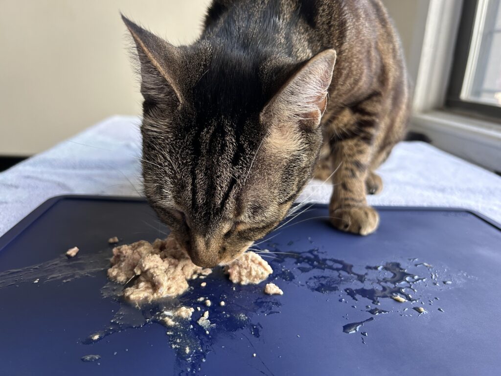 jericho eating ground raw