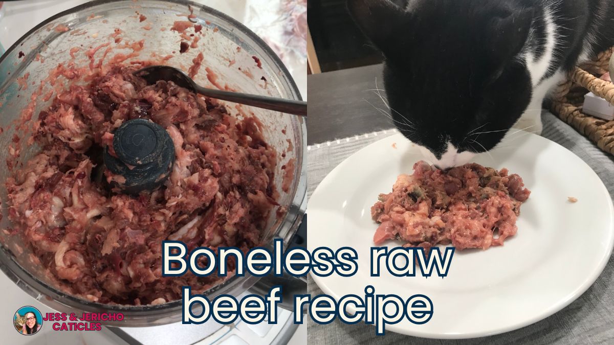 easy raw beef cat food recipe for adults and kittens jess and jericho caticles