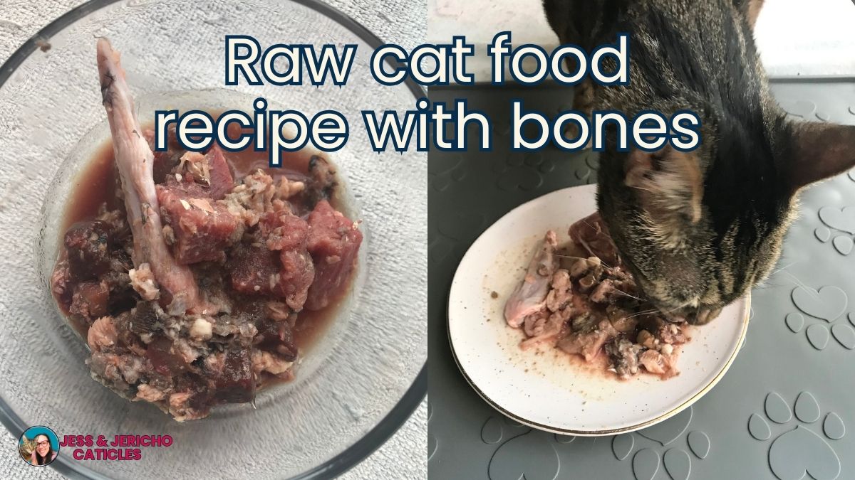 Raw beef and chicken cat food recipe with bones jess and jericho caticles