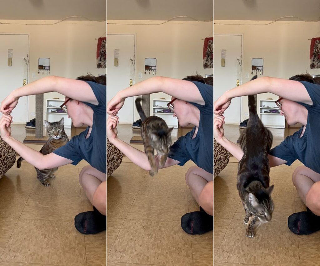 agility course clicker training for cat arm hoop jump jess and jericho caticles.com