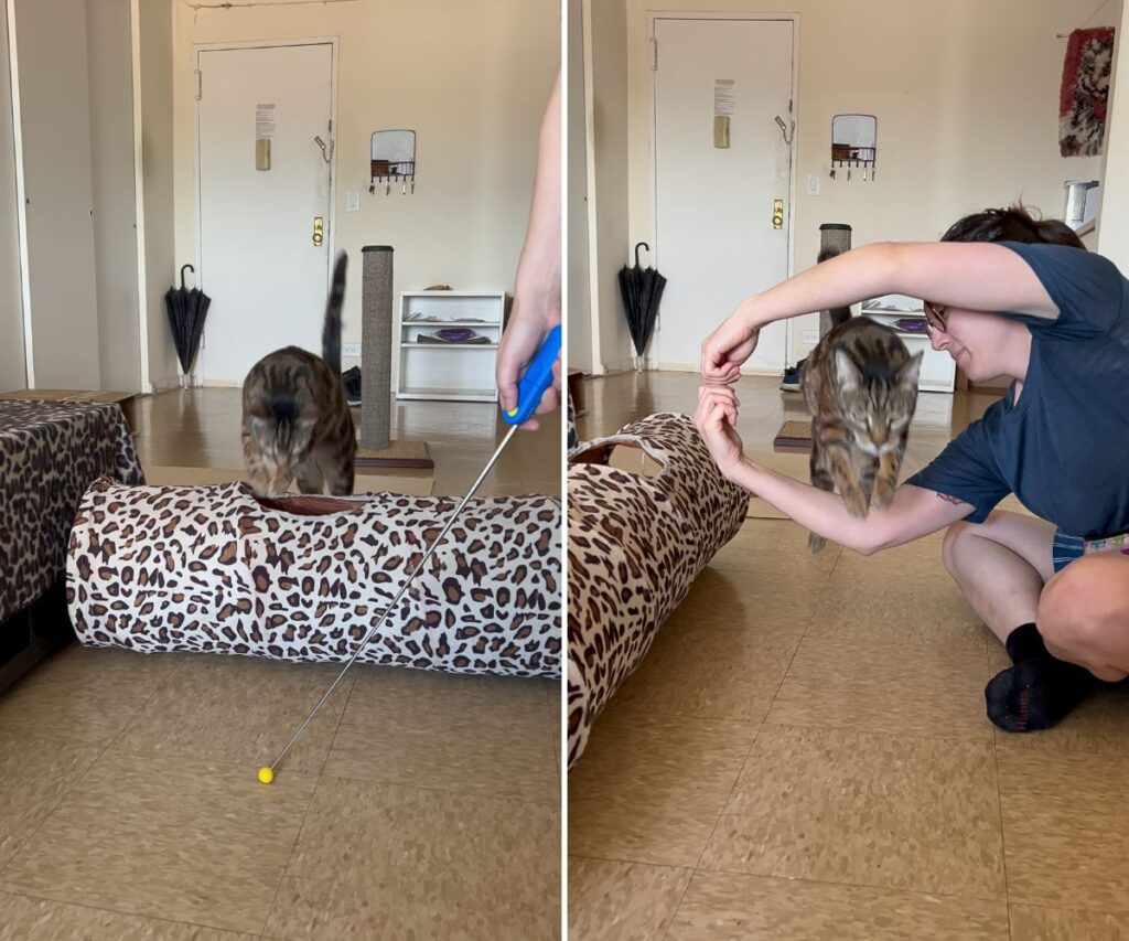 agility course clicker training for cat jess and jericho caticles.com