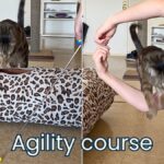 agility course for my cat clicker training jess and jericho caticles.com