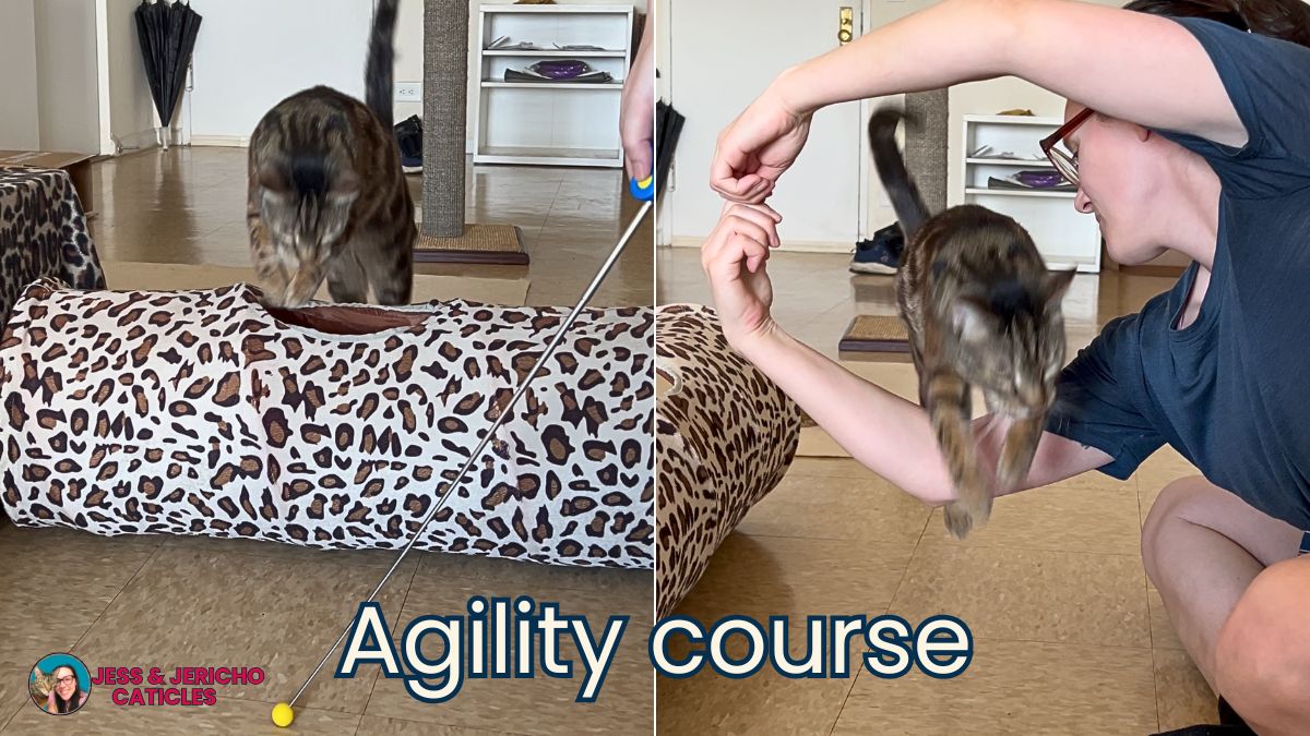 agility course for my cat clicker training jess and jericho caticles.com