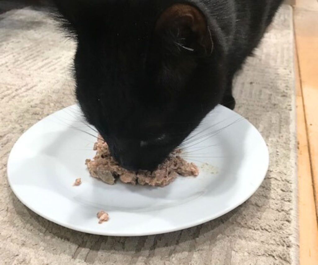 ash eating homemade cooked chicken cat food recipe jess and jericho caticles.com