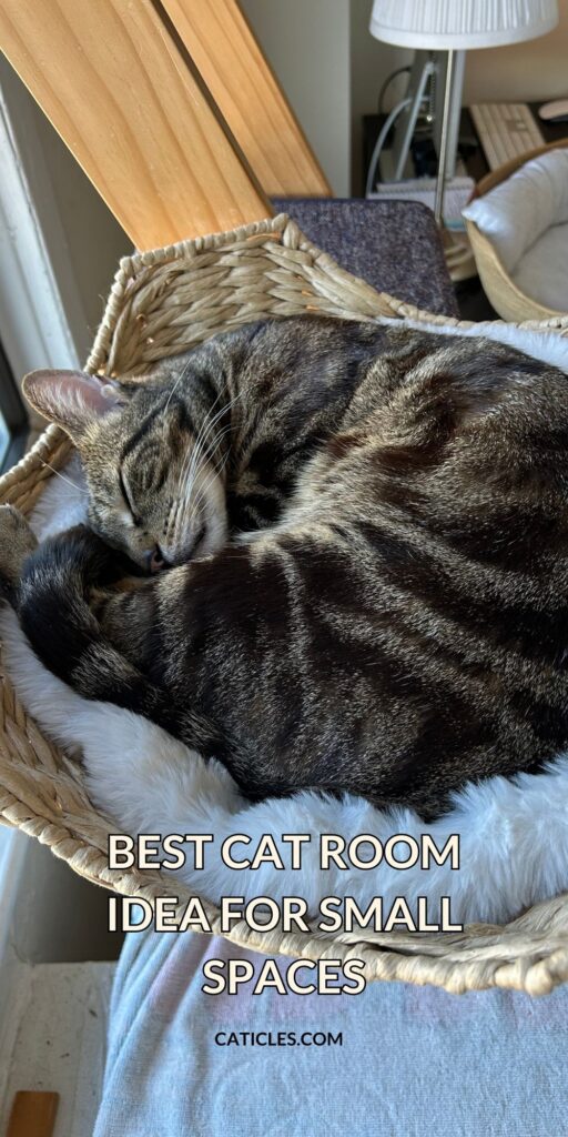 best cat room idea for small spaces caticles.com