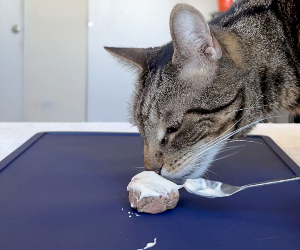 carnivore cake homemade cat treat raw recipe jess and jericho caticles.com fera pets goat milk frosting