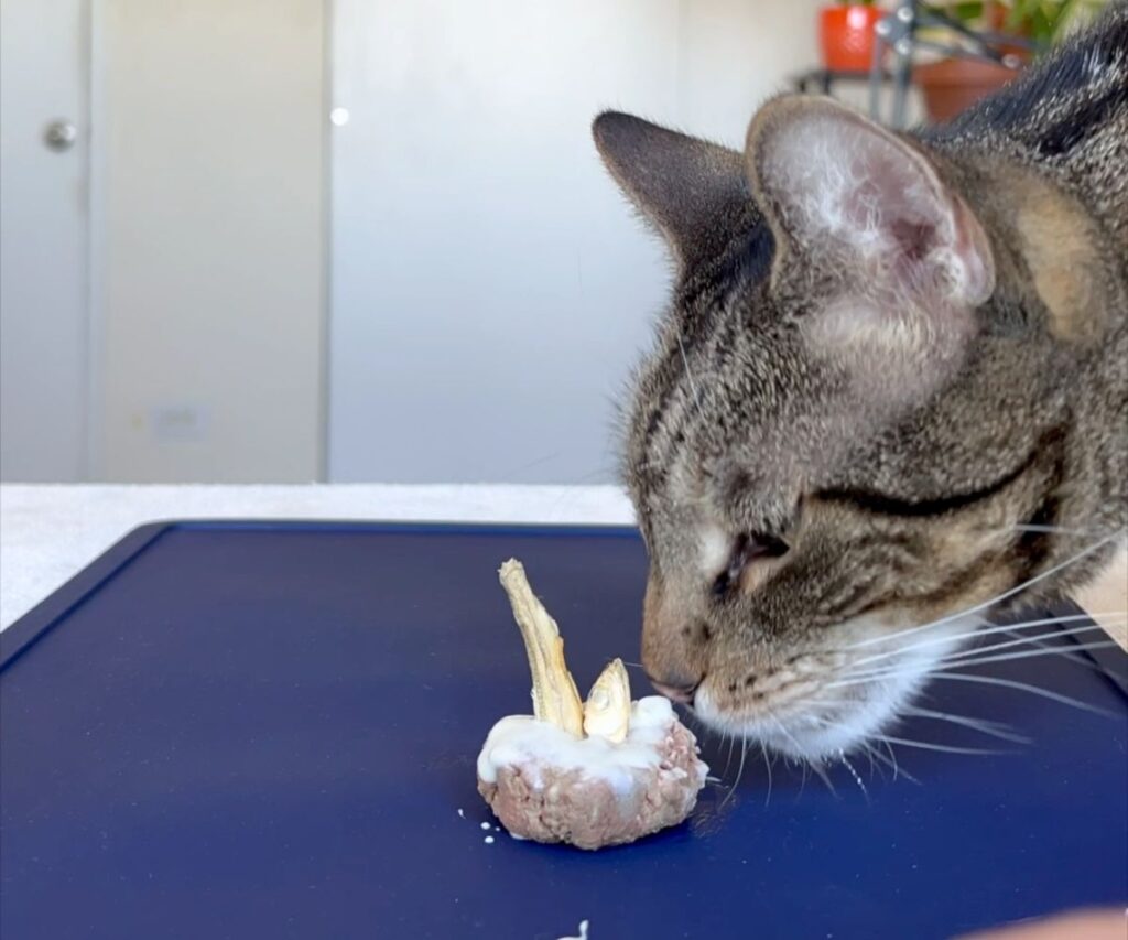 carnivore cake homemade cat treat raw recipe jess and jericho caticles.com freeze dried minnow candles