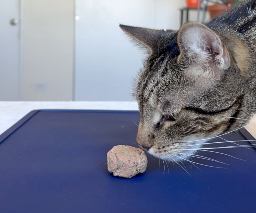 carnivore cake homemade cat treat raw recipe jess and jericho caticles.com raw pork