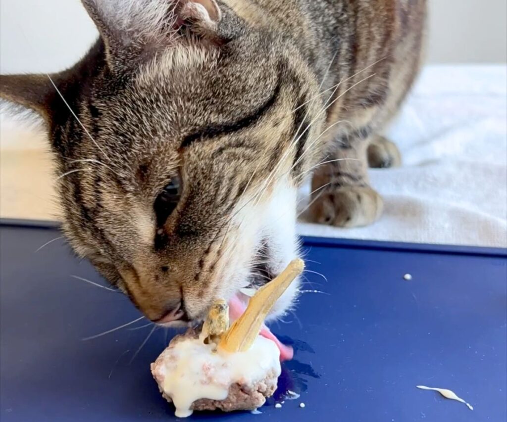 carnivore cake homemade cat treat raw recipe jess and jericho caticles.com