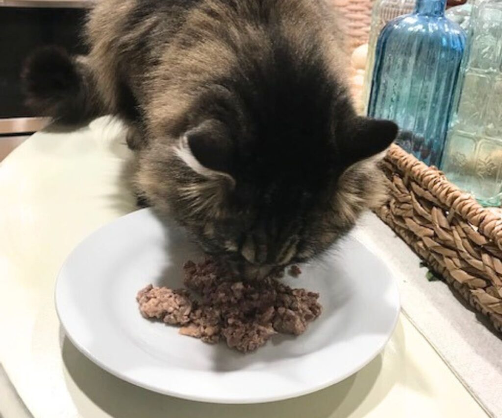 charlie eating homemade cooked chicken cat food recipe jess and jericho caticles.com