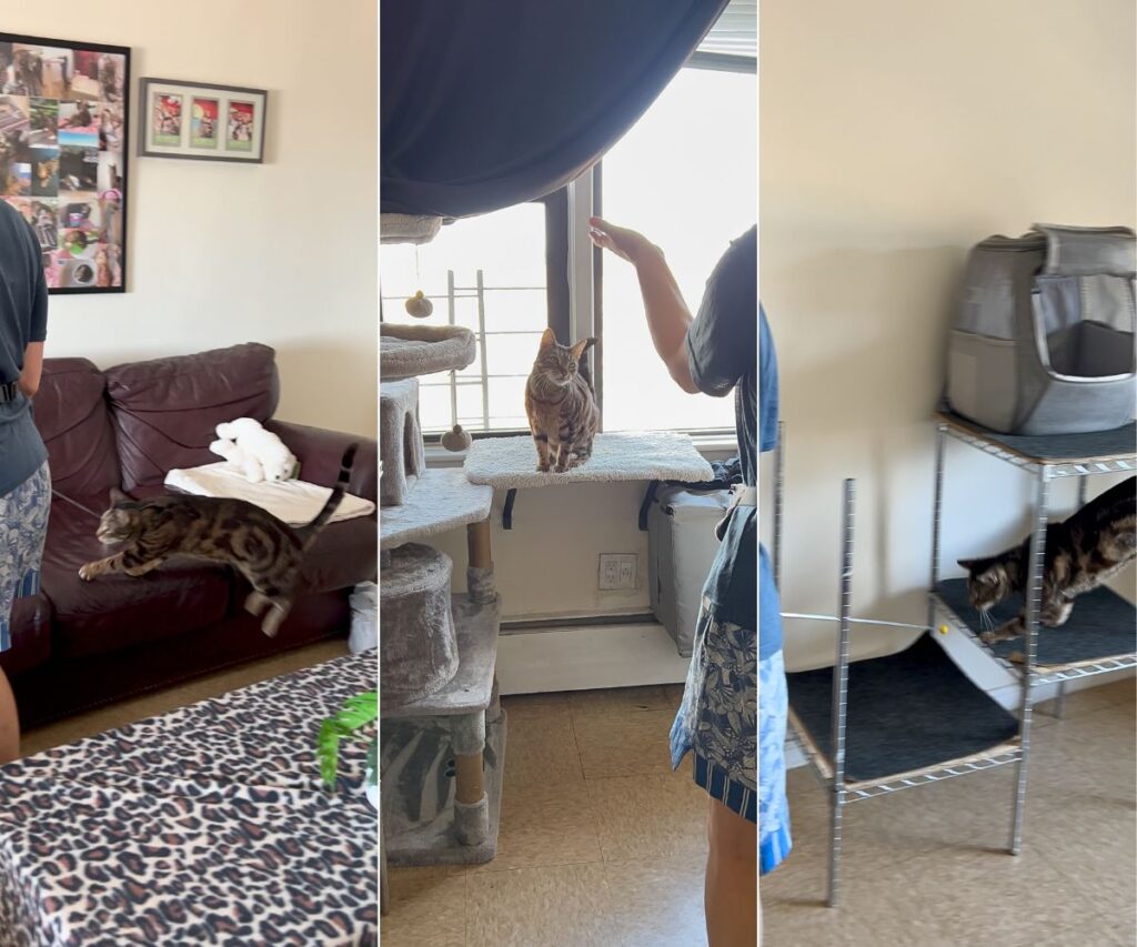 clicker training agility course for my cat jess and jericho caticles.com