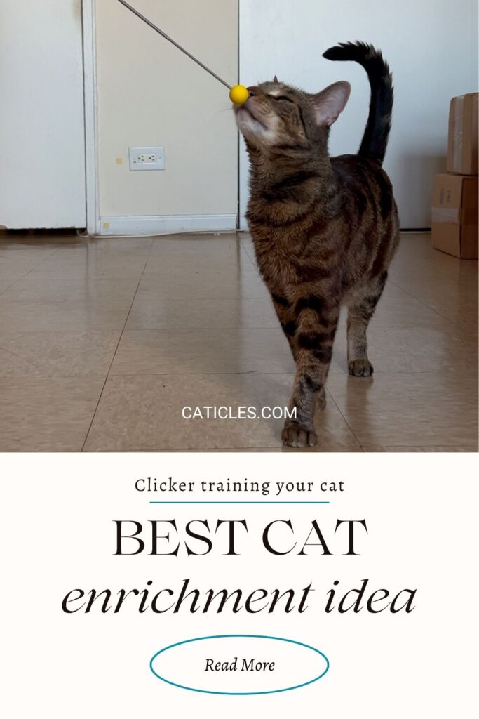 clicker training your cat best cat enrichment idea caticles.com
