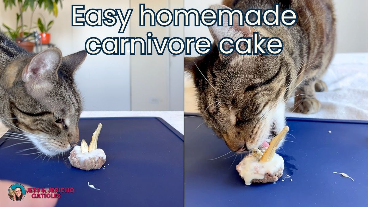 easy homemade cat treat carnivore cake jess and jericho caticles.com