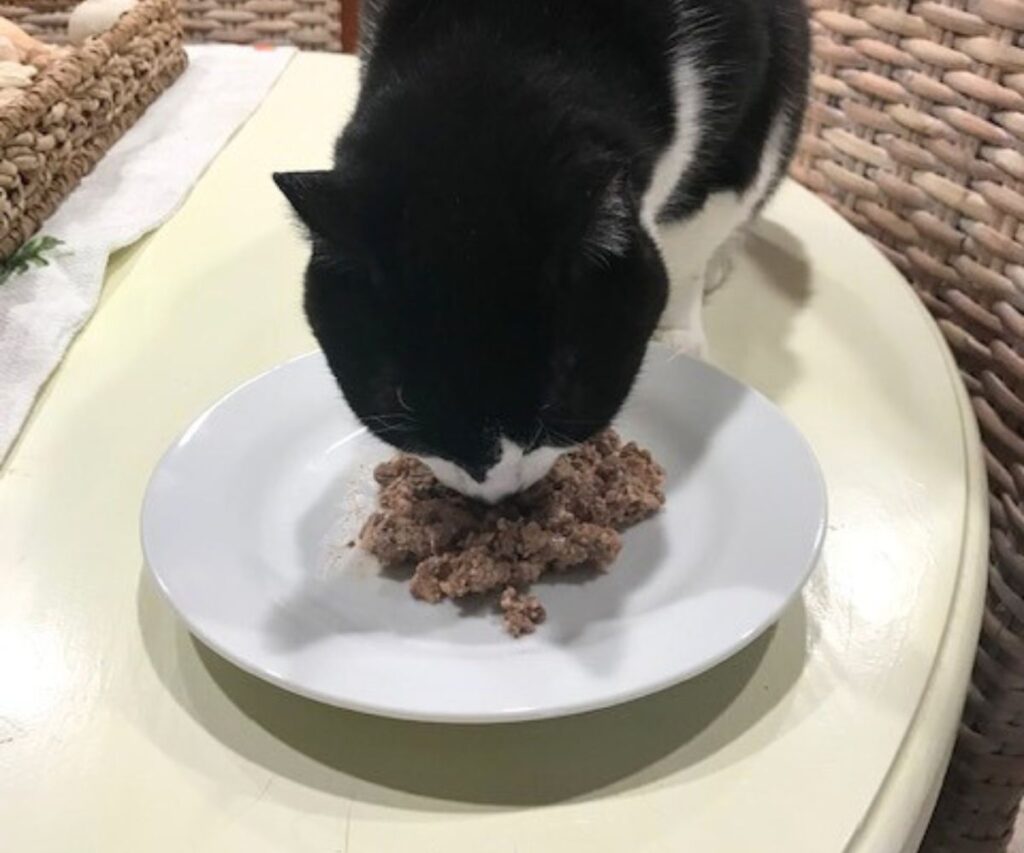 griffen eating homemade cooked chicken cat food recipe jess and jericho caticles.com