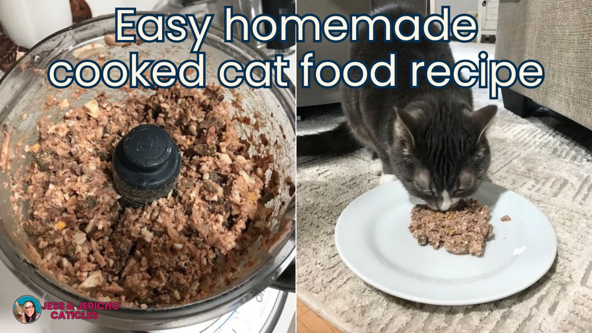 homemade cooked chicken cat food recipe jess and jericho caticles.com