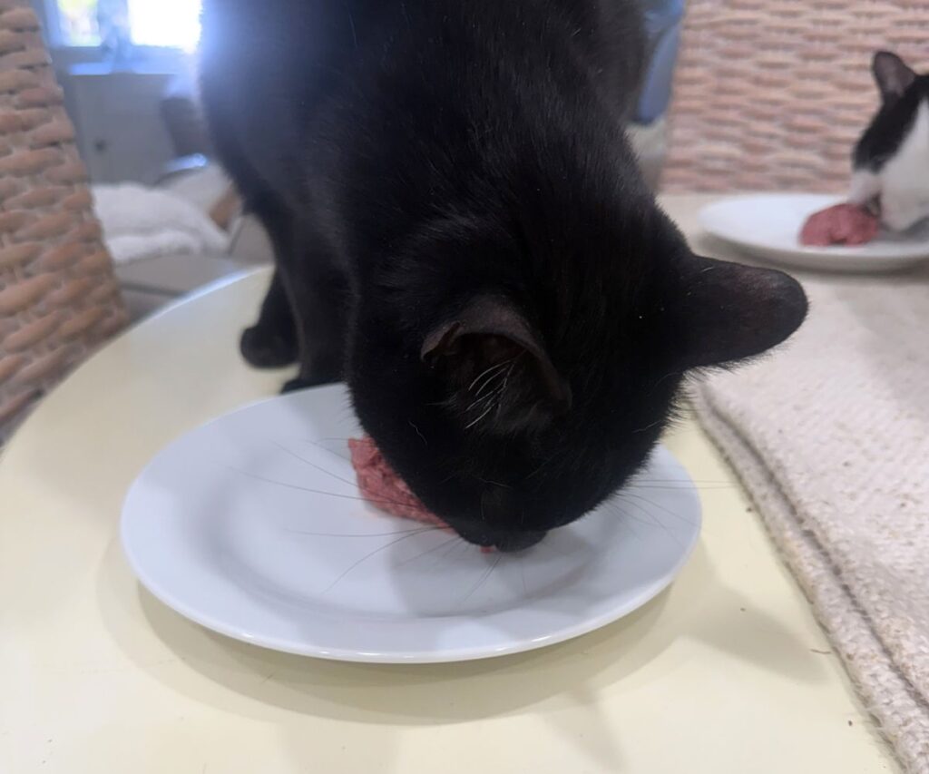 ash eating darwins raw cat food jess and jericho caticles.com