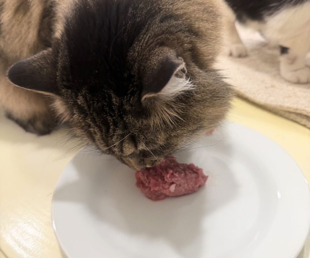 charlie eating darwins raw cat food jess and jericho caticles.com