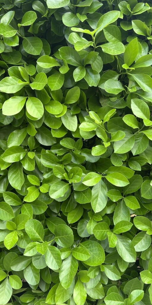 green leaves bush spring pictures beautiful nature wallpaper background caticles.com