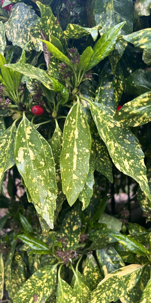 green leaves bush with red fruit spring pictures beautiful nature wallpaper background caticles.com