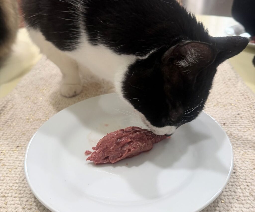 griffen eating darwins raw cat food jess and jericho caticles.com