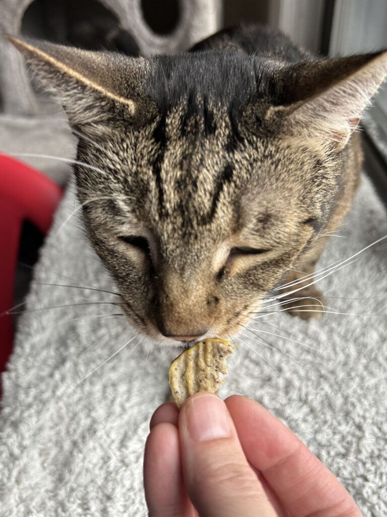 homemade cat treat recipe sardines treats jess and jericho caticles.com