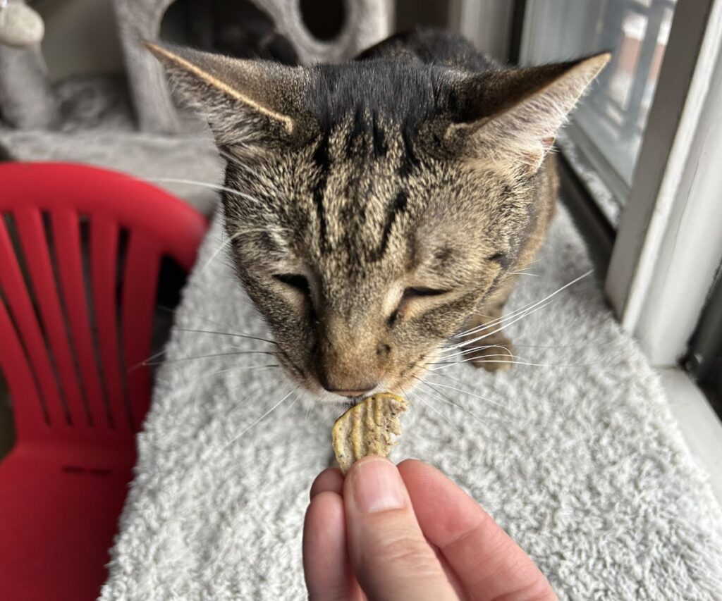 homemade cat treats recipe with sardines jericho eating treat jess and jericho caticles.com