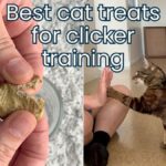 homemade cat treats recipe with sardines jess and jericho caticles.com