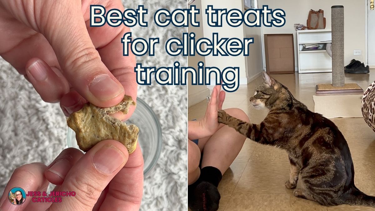 homemade cat treats recipe with sardines jess and jericho caticles.com