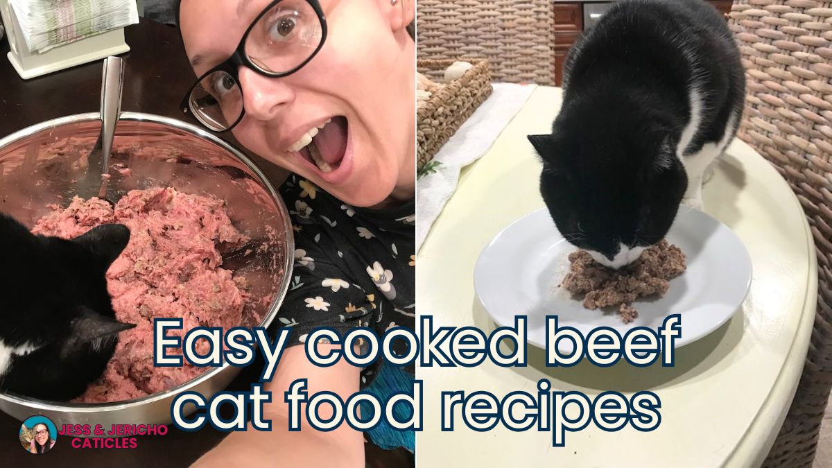 homemade cooked beef cat food recipes for beginners jess and jericho caticles.com