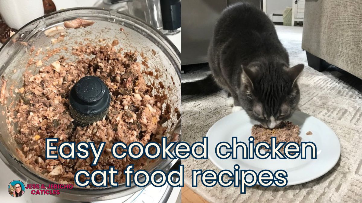 homemade cooked chicken cat food recipes for beginners jess and jericho caticles.com
