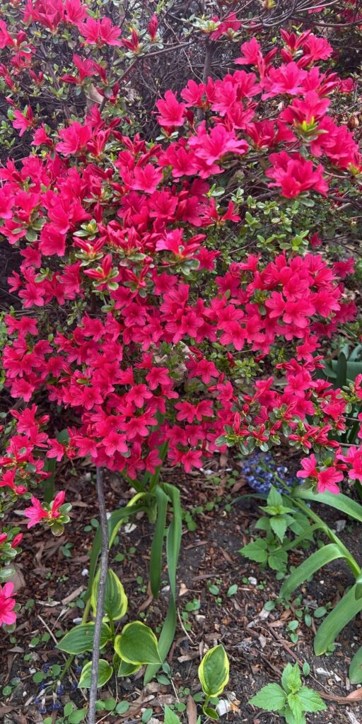 pretty pink bush spring pictures beautiful nature wallpaper background caticles.com