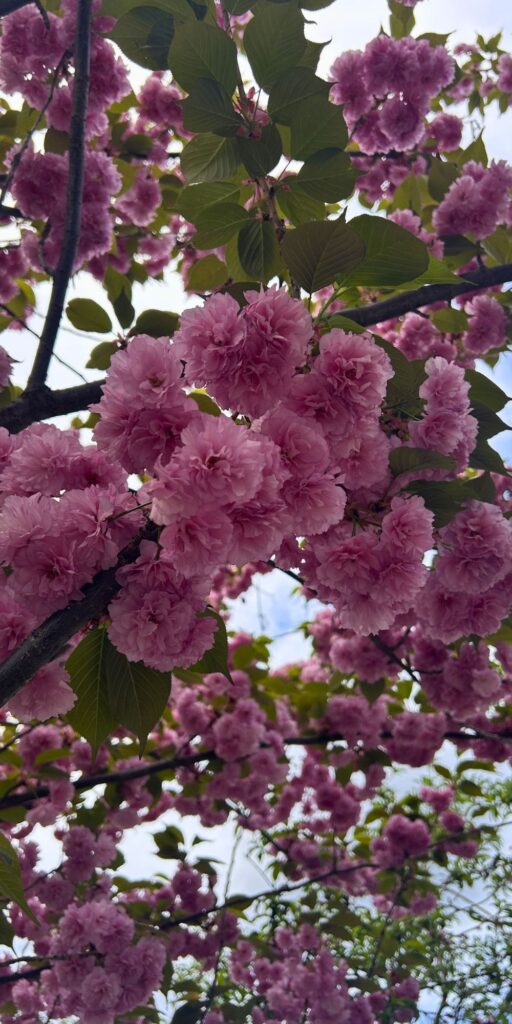 pretty pink flowers spring pictures beautiful nature wallpaper background caticles.com (2)