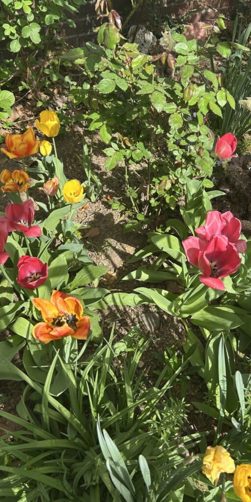 pretty tulip flowers spring pictures beautiful nature wallpaper background caticles.com