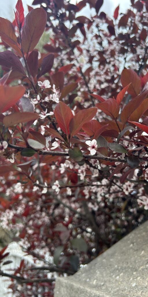 red leaves pretty pink flowers spring pictures beautiful nature wallpaper background caticles.com