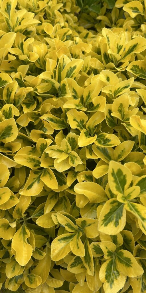 yellow bush spring pictures beautiful nature wallpaper background caticles.com