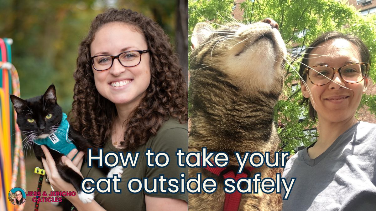 how to train your cat to go outside on a leash jess and jericho caticles.com