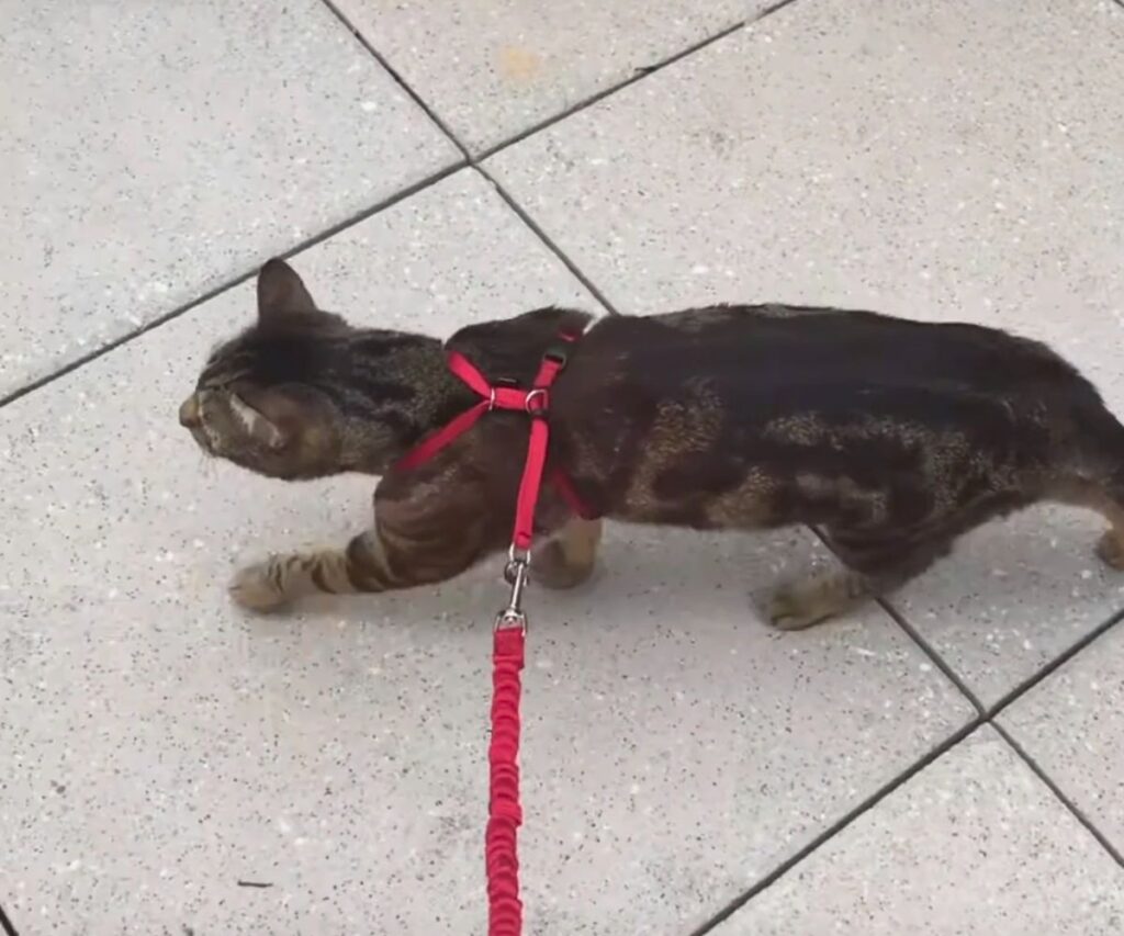 jericho walking outside on harness and leash caticles.com
