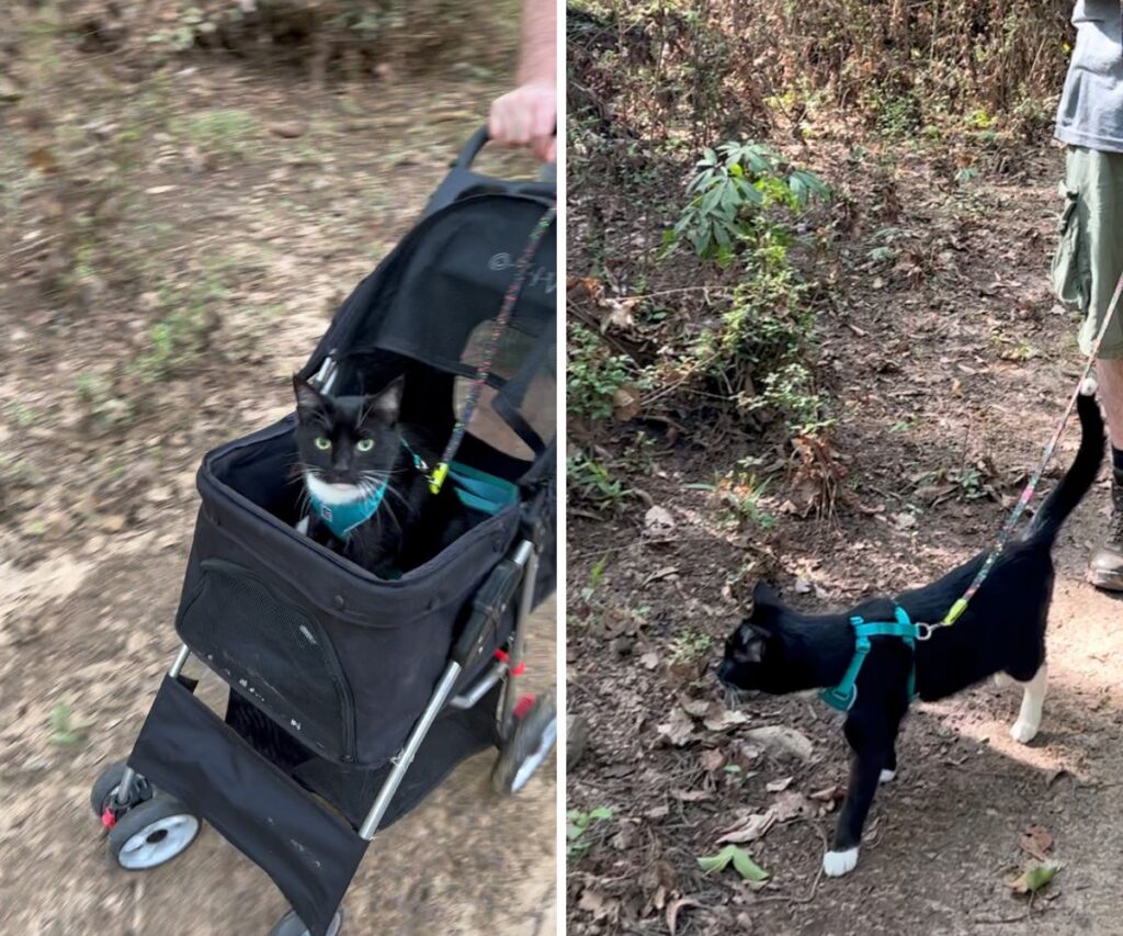 sampson emily kitty cat go cat in stroller and harness and leash walking outside caticles.com
