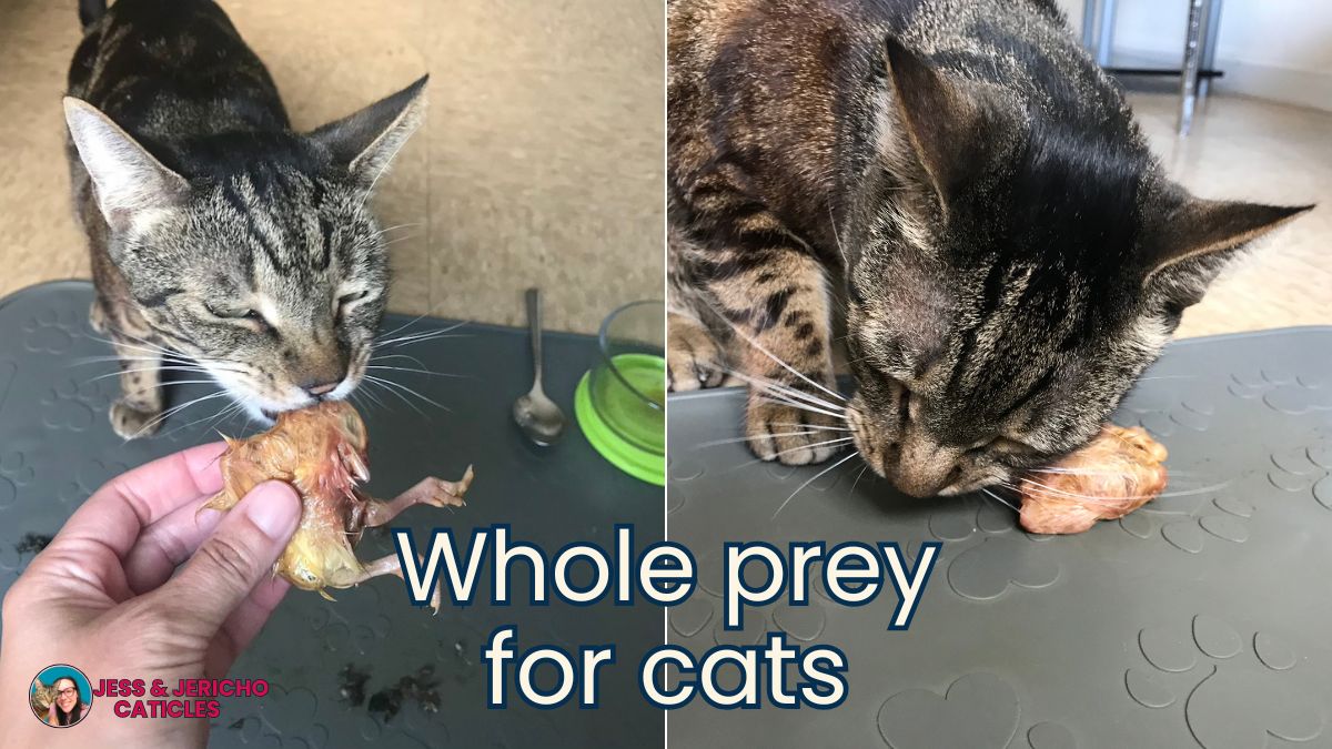 whole prey diet for cats jess and jericho caticles.com