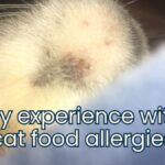 cat food allergies jess and jericho caticles.com