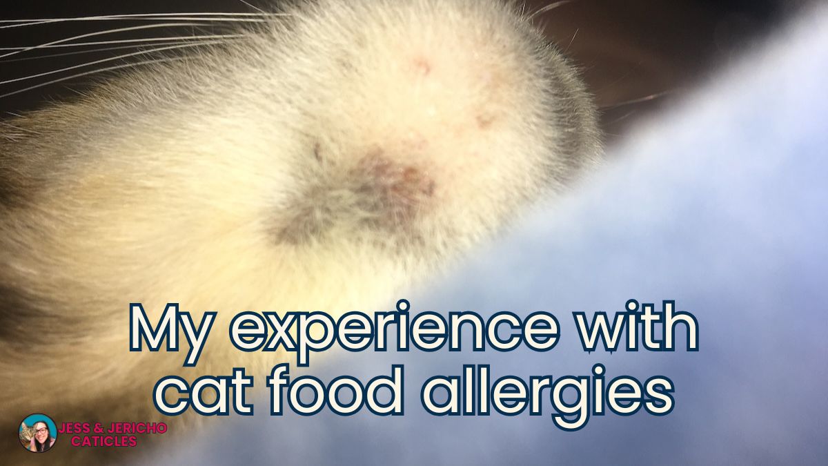 cat food allergies jess and jericho caticles.com