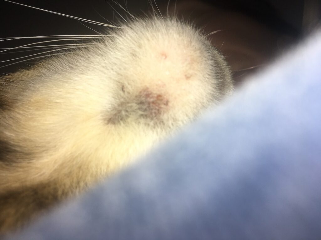 jericho's chin acne with scab from food allergies copy