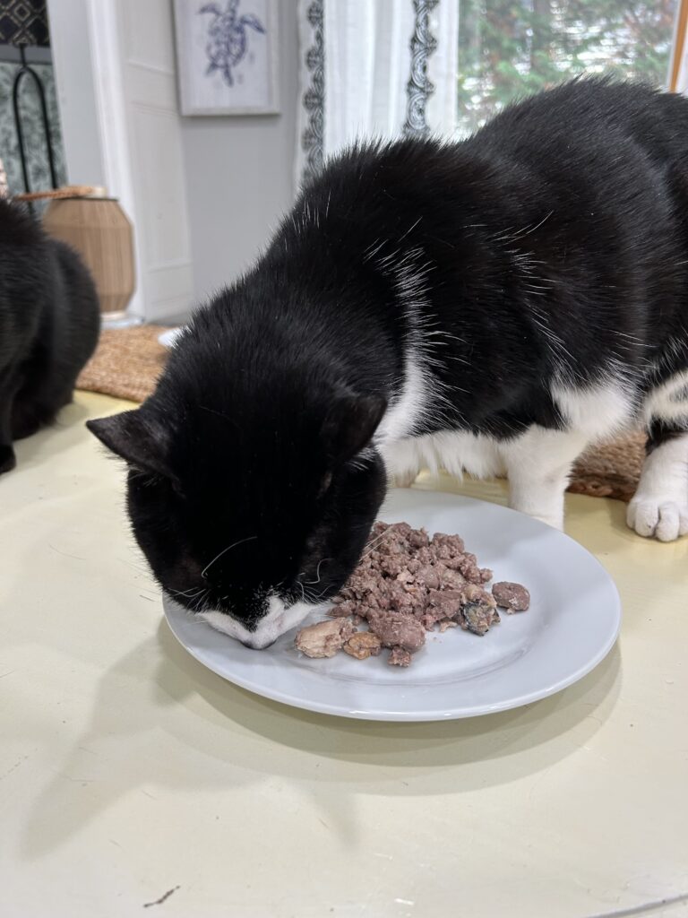 cooked cat food recipe cats eating griffen 2